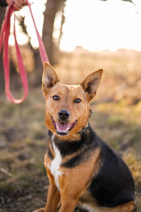 Собака шукає сімʼю в добрі руки