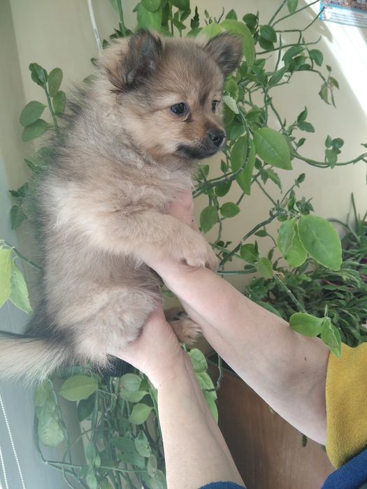 Девочки-шпица красавици