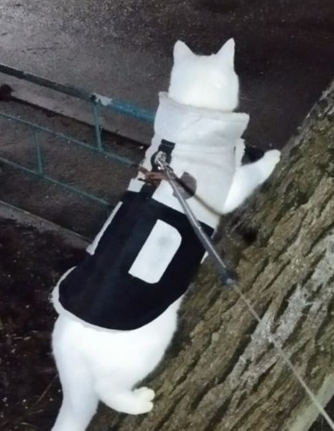 Жилетка, шуба, пальто Одежда для животных, собак и кошек.