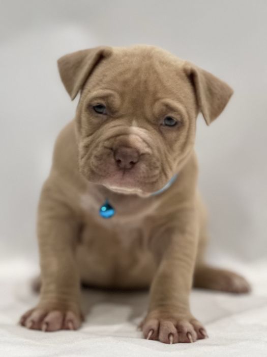 American Bully suczka ABKC