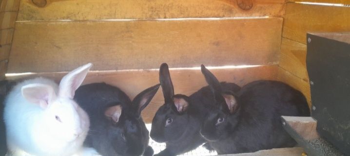 Молодняк кроликів різних порід