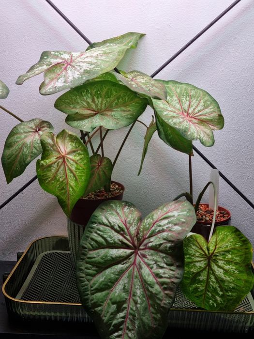 Сaladium 'Xplosion'
