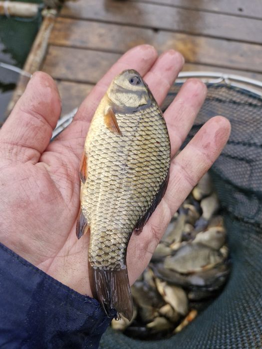 Narybek  kroczek karpia