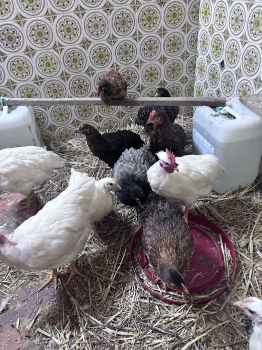 Frangas e frangos  leghorne