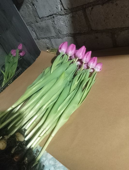Продам тюльпани оптом  на 14 лютого та 8 березня