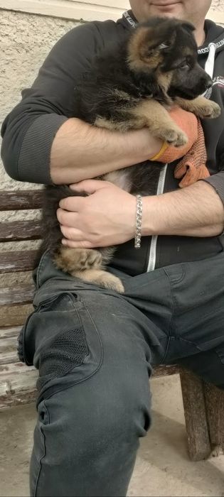 Продаються цуценята