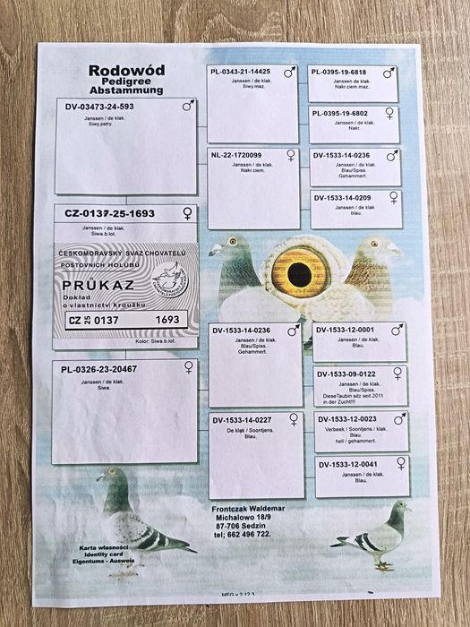 Golebie pocztowe w linii