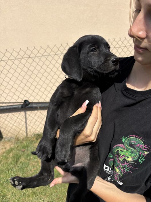 Sprzedam szczeniaka rasy labrador suczka
