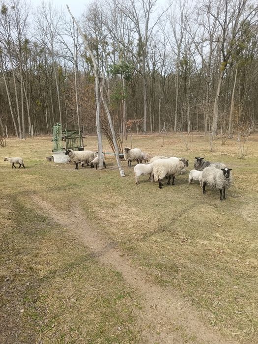 Продам вівці породи Суффолк.