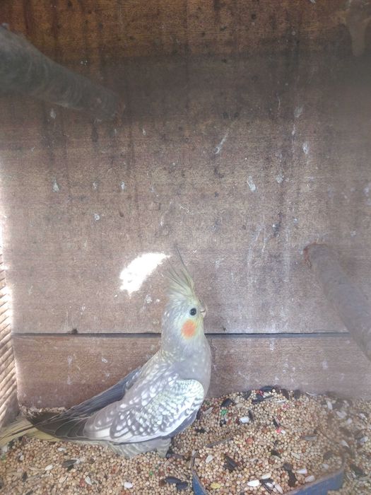 Disponíveis caturras de 2025