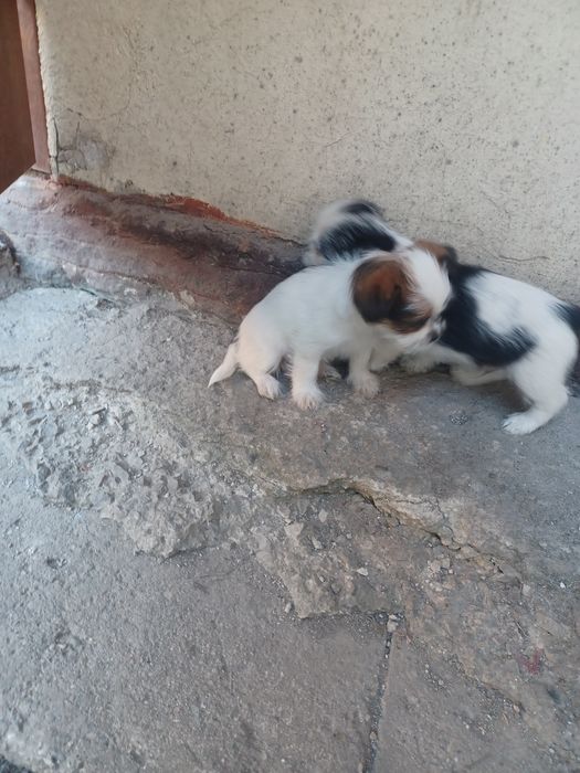Yorki tricolor mix maltańczyk