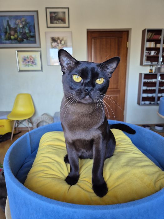 sobolowy kocurek burmski (burmański)