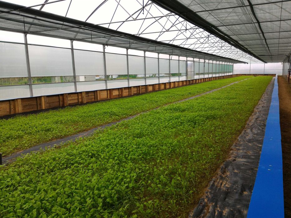 Estufa Agrícola 1675m2