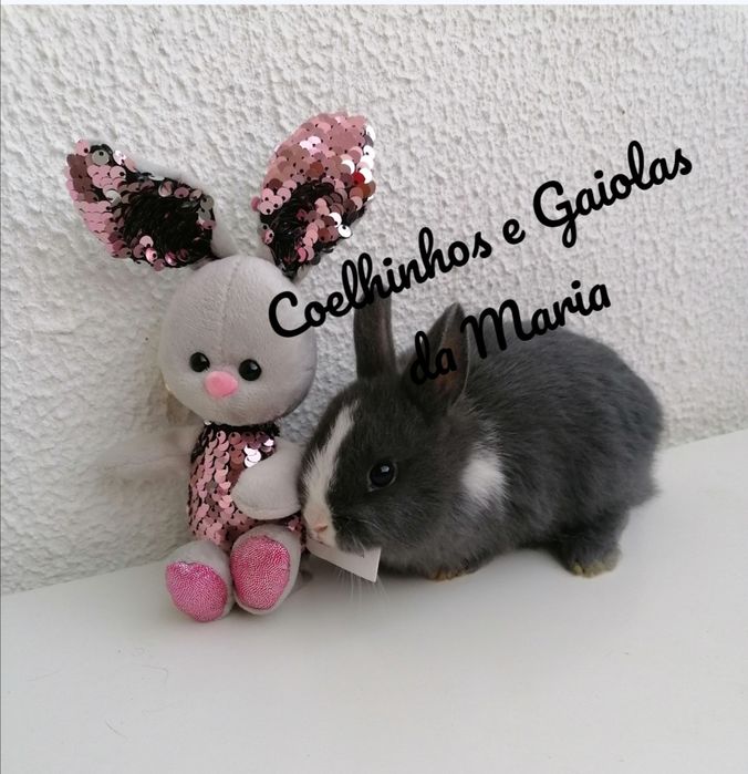 KIT Coelhos Anõs Bebés Mini Toy, Holandêz, Tedy, Belier (Orelhudo)