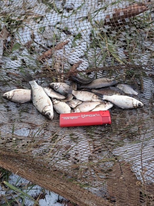 Продам карасика з власного водойому