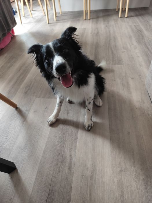 Border Collie (6 meses)