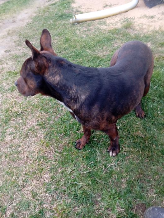 Oddam psa w dobre ręce