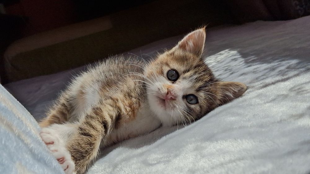 Відаю маленьке кошеня