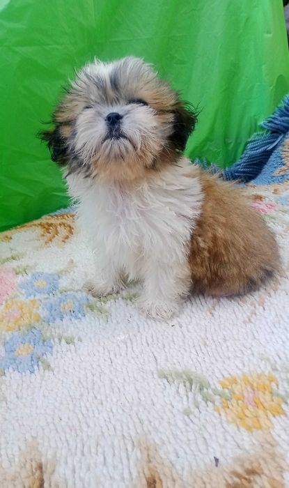 Shih-tzu com pedigree LOP