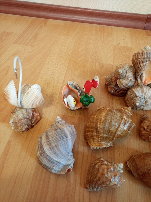 Декор ракушки мушлі сувеніри