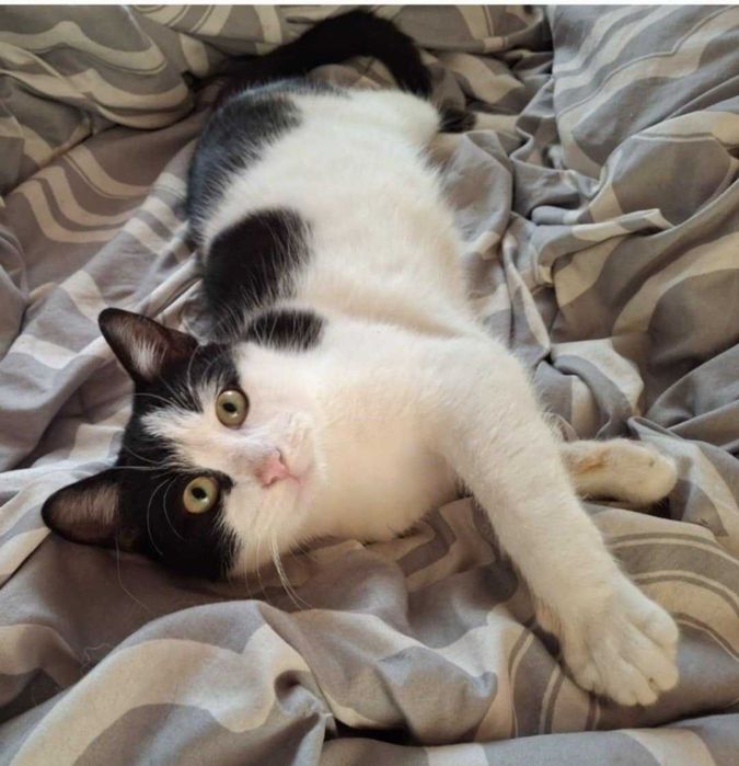 Fiona piękna kotka czeka na dom