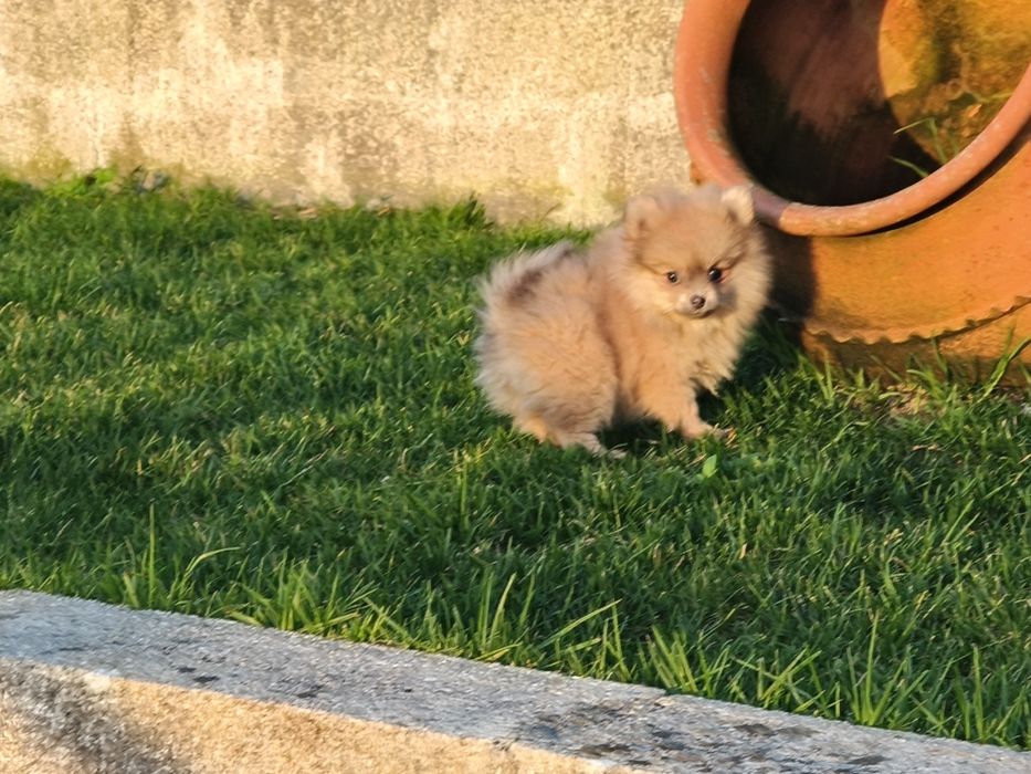 Spitz alemão anão menina