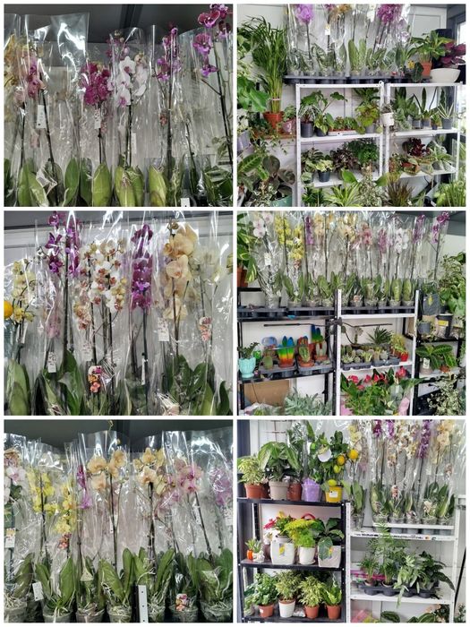 Орхідеї та інші кімнатні квіти