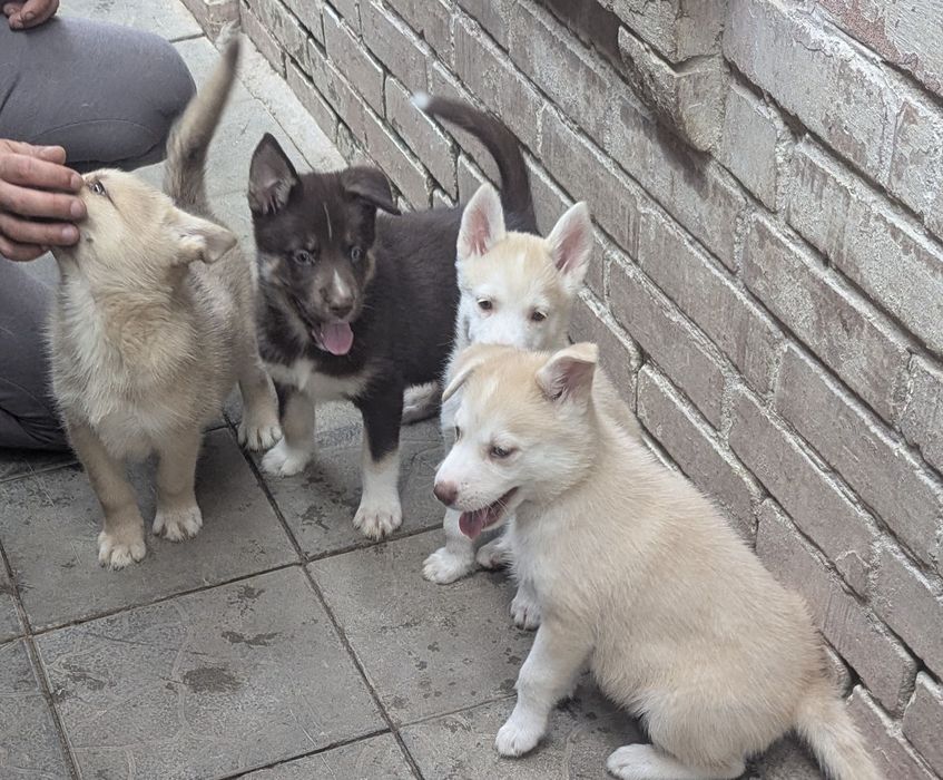 Як сонечко   цуценята