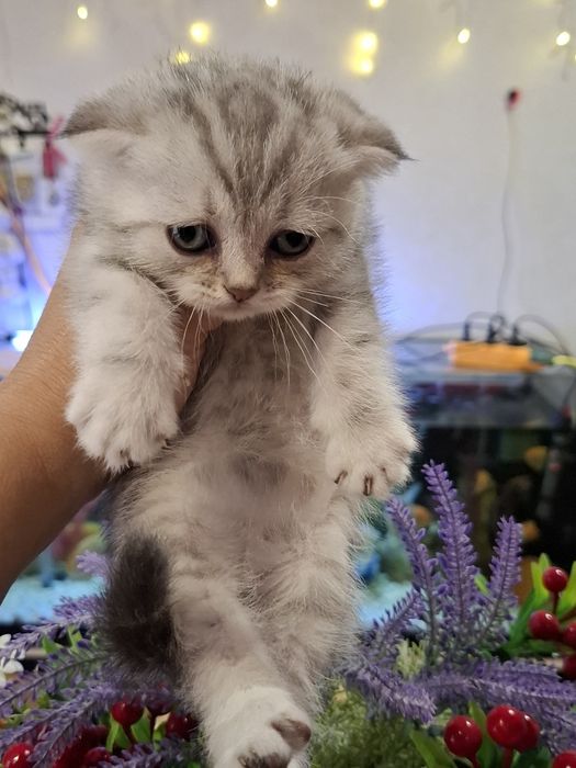 Шотландські кошенята