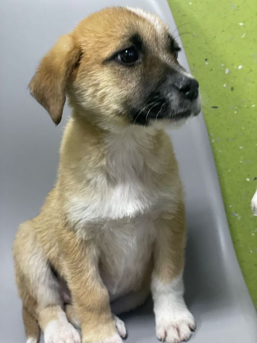 Bebés porte médio para adoção responsável