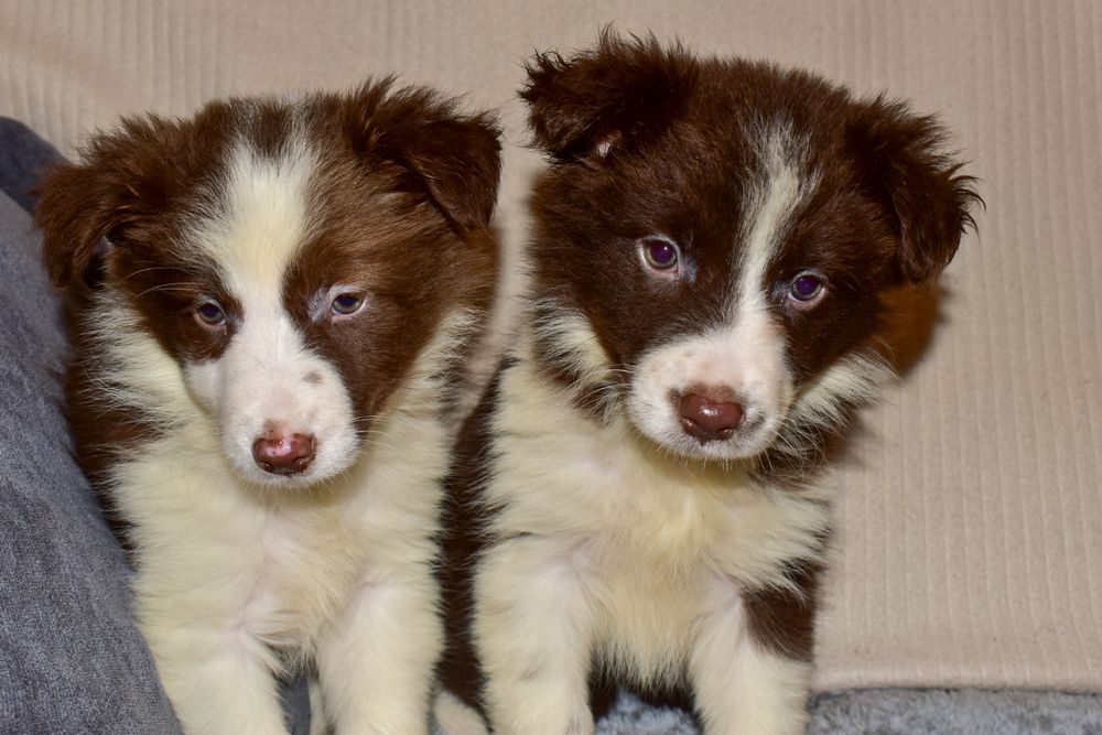 Border Collie chocolate