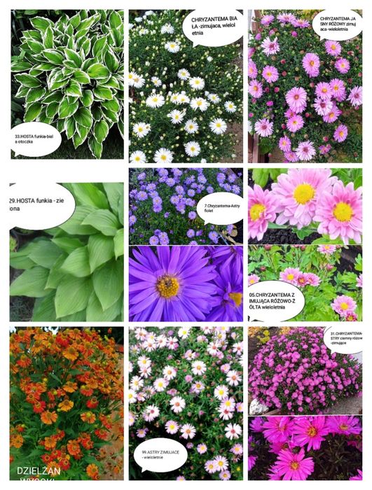 Sadzonki kwiatów wieloletnich i zimujących