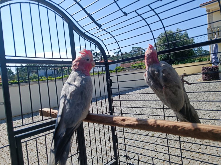 Catatuas   Galah