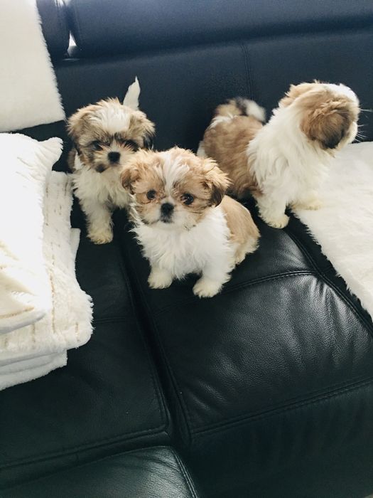 Shih tzu szczeniaczek