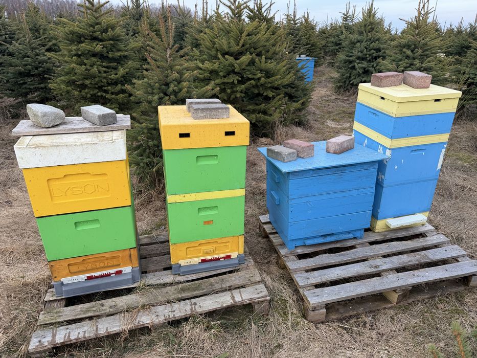 Sprzedam odklady pszczele 10 ramkowe