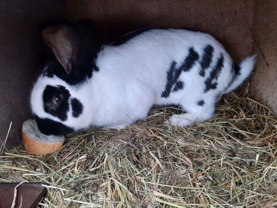 Samiec OSC olbrzym srokacz czarny