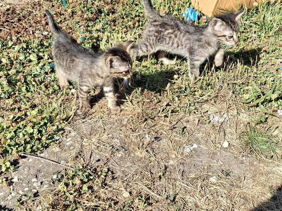 2 gatinhas para dar