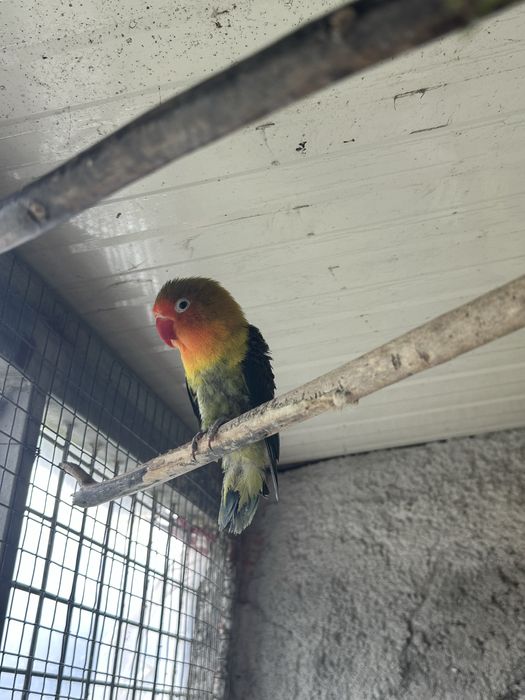 Vendo Passaros Agapornis