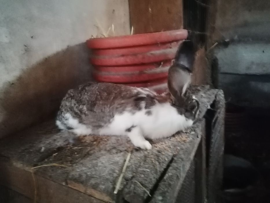 Sprzedam młoda samice