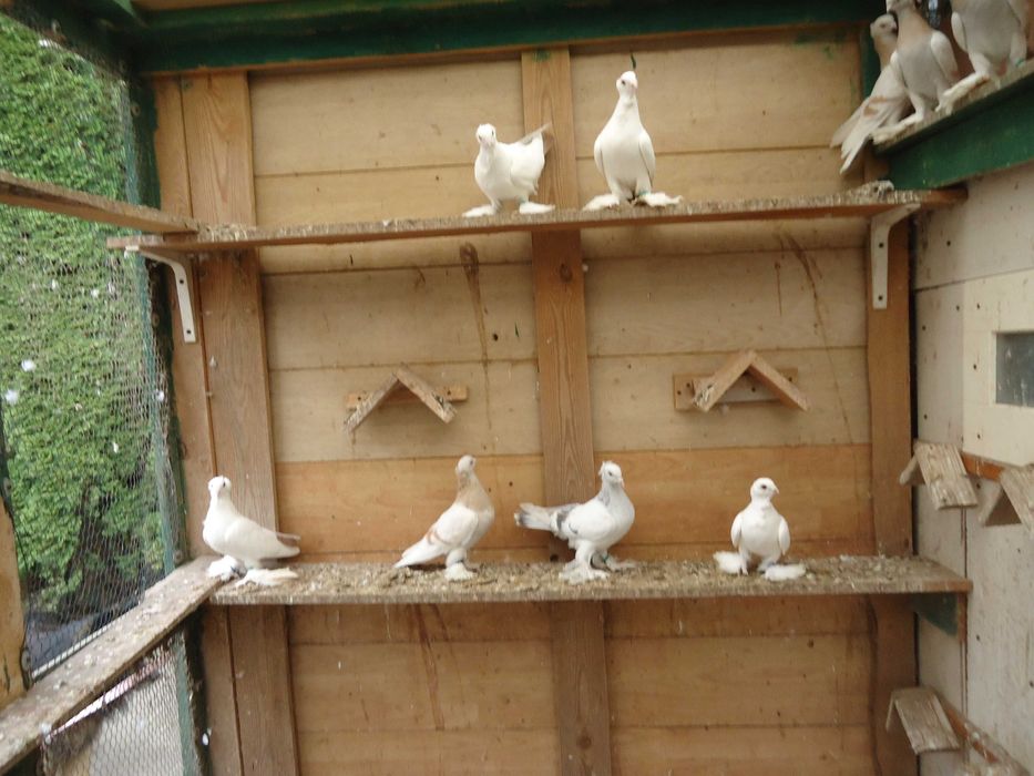 Dryiery czerwone, blauwindry i żałobnik perłowy