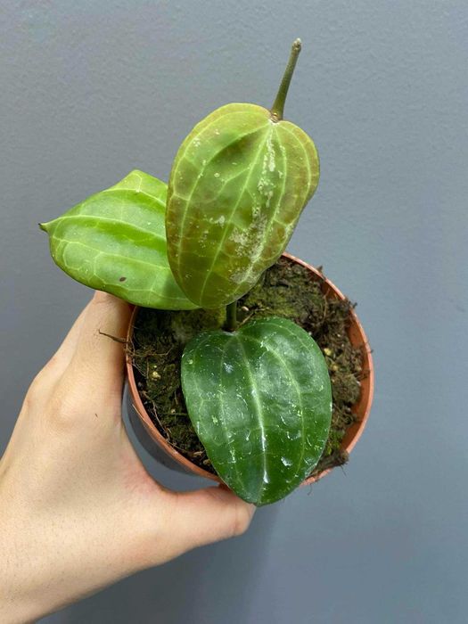 Hoya macrophylla Borneo Hoja