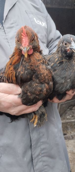 Casal de Pekins Batan Preto e Cobre