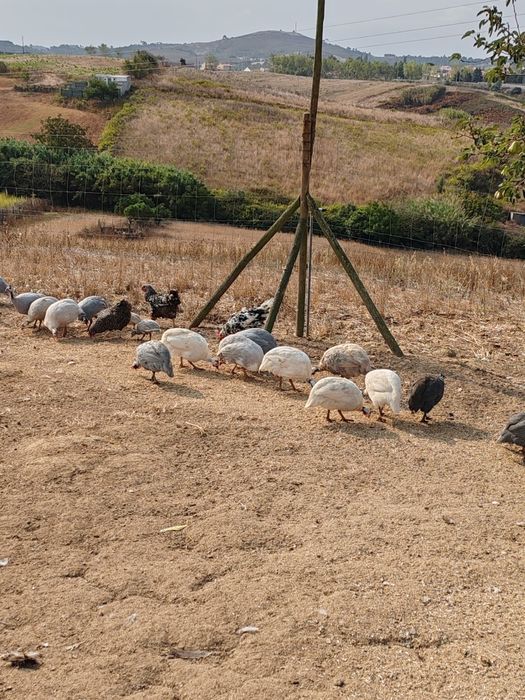 Ovos Fracas/Galinhas Angola Patos Rouen/Saxony