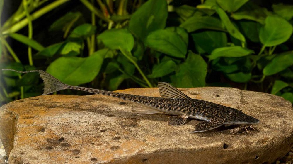 Pseudohemiodon sp. Peru - ODŁÓW - WF - Zbrojnik - Glonojad - dowóz