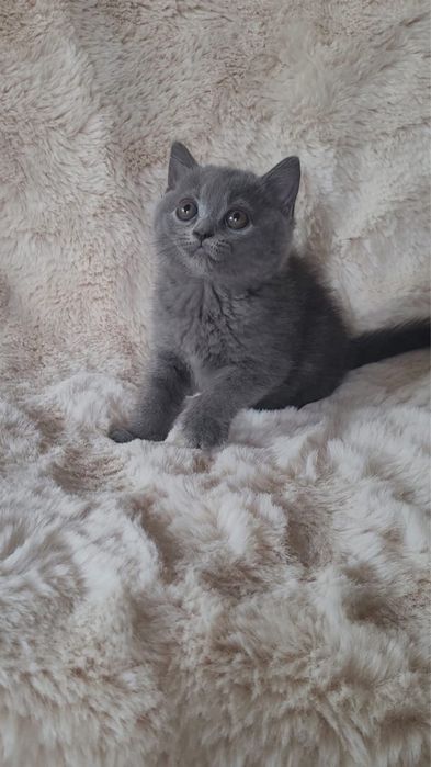 Kocurek Brytyjski Niebieski