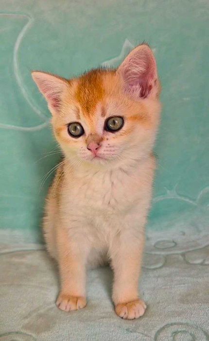 Шотландские котята (ЗОЛОТАЯ ШИНШИЛЛА)