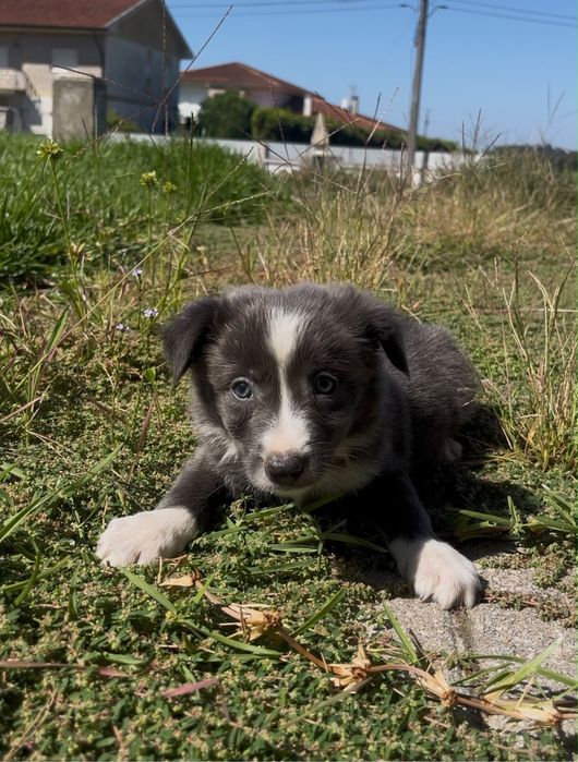 Cachorro border collie