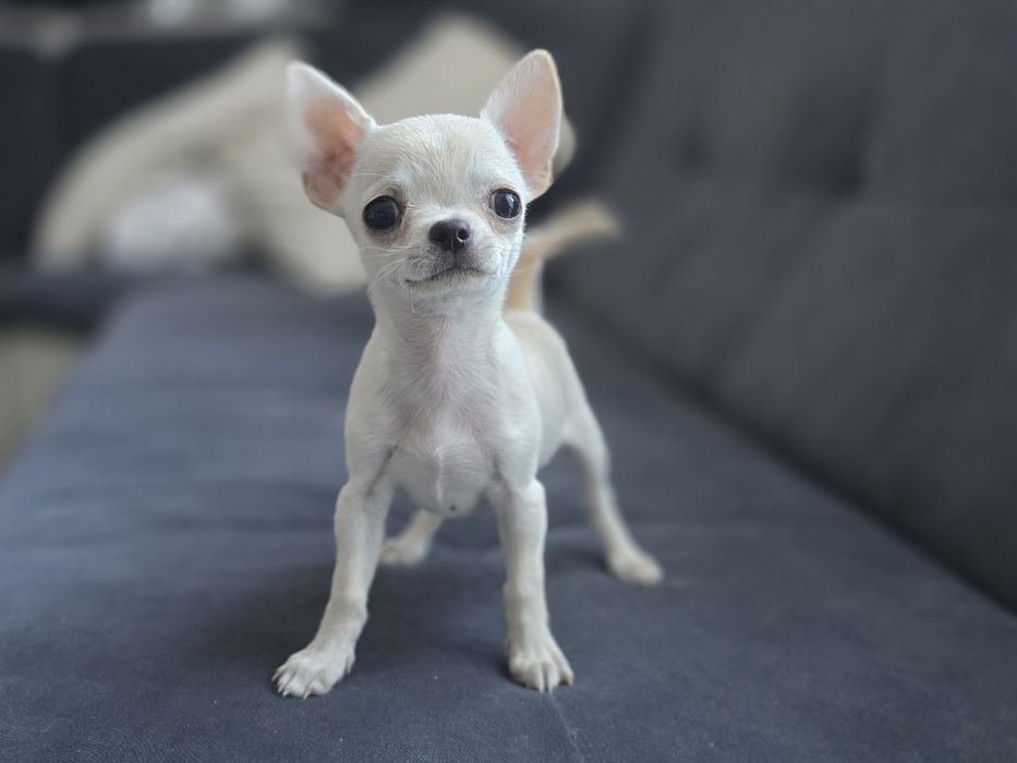Chihuahua FCI suczka