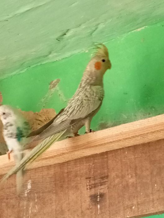 Sprzedam samca lub zamienię na samiczke