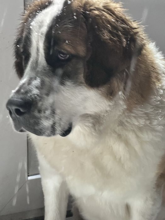 Віддам в добрі руки чистокровна Московська Сторожева 11 місяців